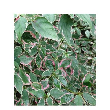 Cornus alternifolia Pinky Spots - Cornejo de hojas alternas