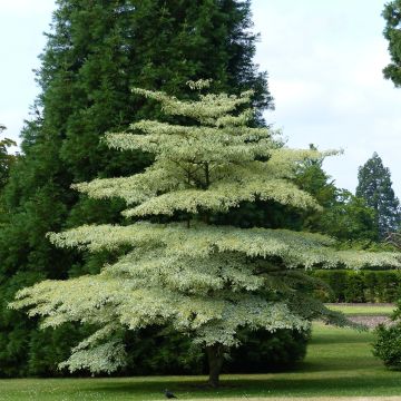 Cornus controversa Variegata - Cornejo de mesa