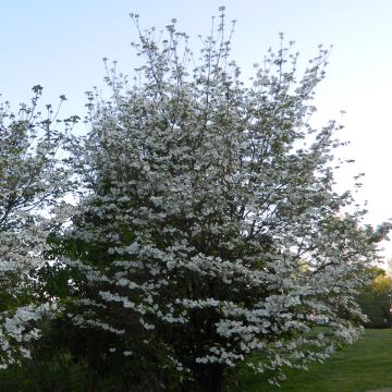 Cornus florida Cloud Nine