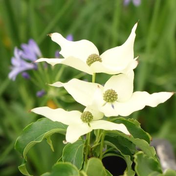 Cornus kousa Big Apple