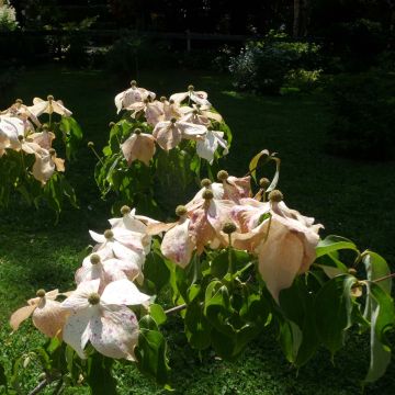 Cornus kousa Galilean