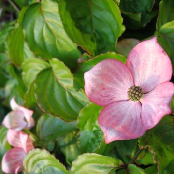 Cornus kousa Heart Throb