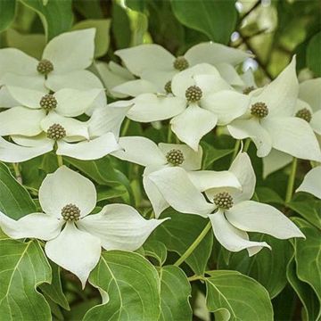 Cornus kousa Roberts Select