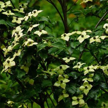 Cornus kousa Wieting's Select