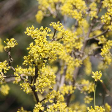 Cornejo macho Jolico - Cornus mas
