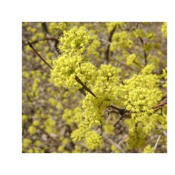 Cornejo macho Kasanlak - Cornus mas