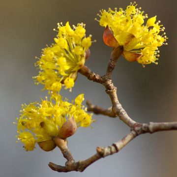 Cornus mas - Cornejo macho