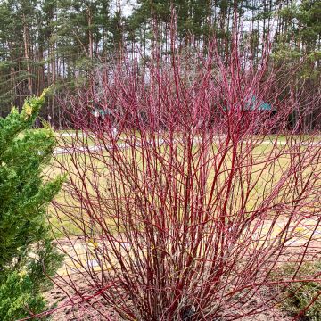 Cornus sanguinea - Cornejo rojo