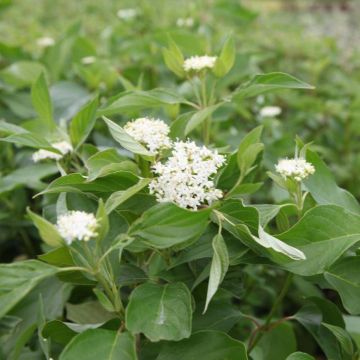 Cornus sericea Budd's Yellow - Cornejo colorado de arroy