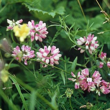 Coronilla varia - Coronilla rosa
