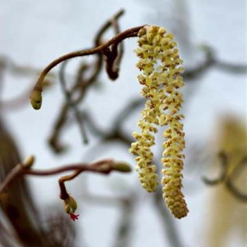 Corylus avellana Contorta - Avellana