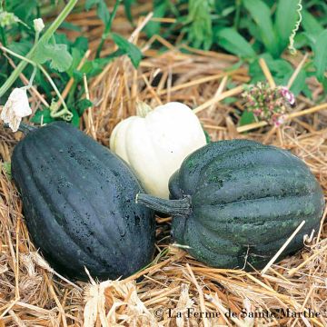 Calabacín Cornue d'hiver