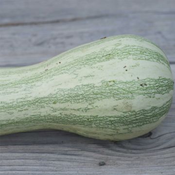 Calabaza Striped Cushaw