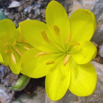 Sternbergia lutea - Azafrán de otoño