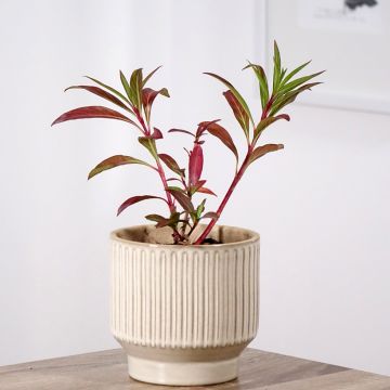 Cuphea micropetala - Cufea