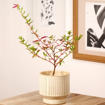 Cuphea Twinkle Pink - Cufea