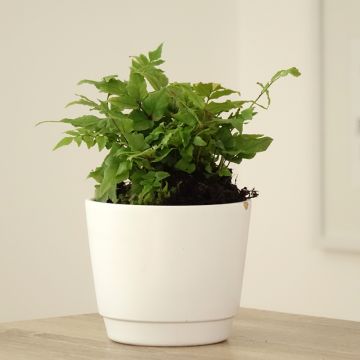 Cyrtomium fortunei - Helecho acebo de la fortuna