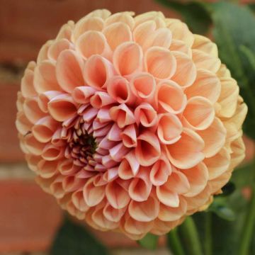 Dalia bola Cornel Bronz