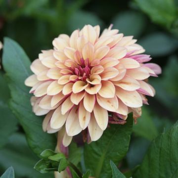 Dalia decorativa Crème de Cognac