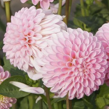 Dalia enana Pink Jewel