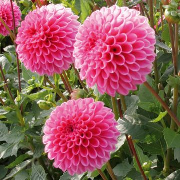 Dalia enana Purple Jewel