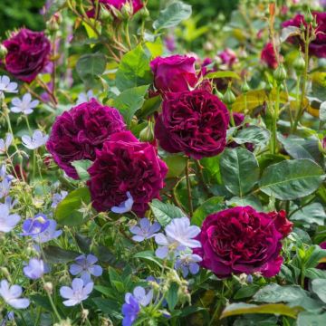 Dúo Cottage - Rosal David Austin Munstead Wood y 3 Geranios viváceos Blue Cloud