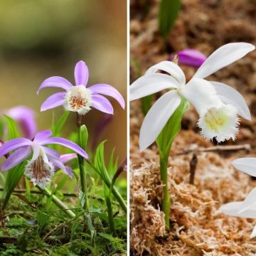 Dúo orquídea de jardín - Pleiones de Formosa