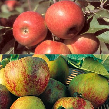 Dúo polinizador de manzanas para tus pasteles
