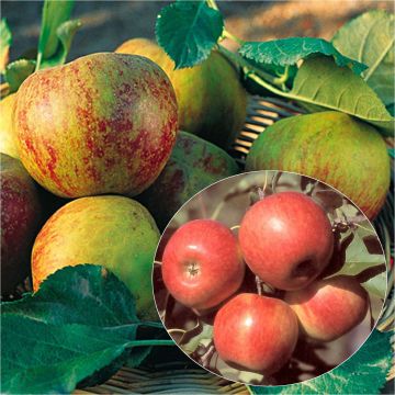 Dúo polinizador de manzanos en frutal en espaldera simple U