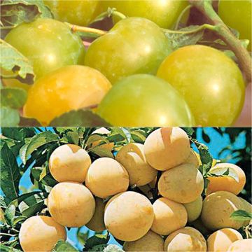 Dúo polinizador de ciruelas Reinas Claudias en colores en vaso.