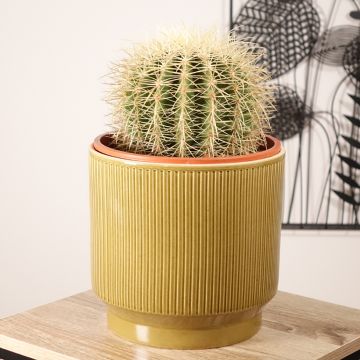 Asiento de la suegra - Echinocactus grusonii var. albispinus