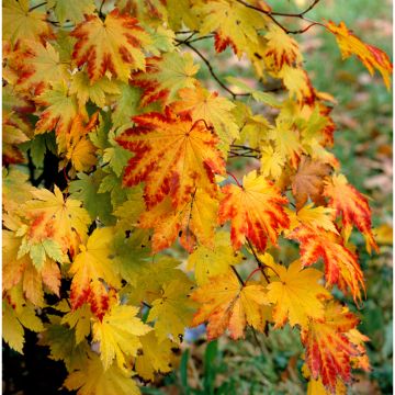 Arce japonés Vitifolium