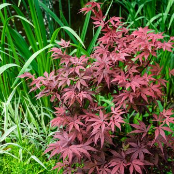 Arce japonés rojo - Acer palmatum Atropurpureum