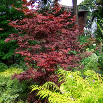 Arce japonés Bloodgood- Acer palmatum