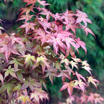 Acer palmatum Deshojo - Arce japonés