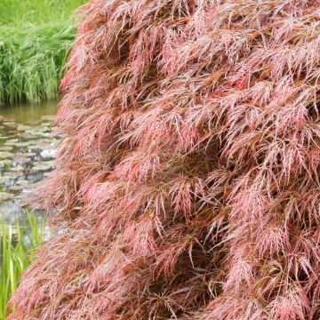 Arce japonés Dissectum Garnet - Acer palmatum