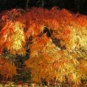 Arce japonés Orange Flame