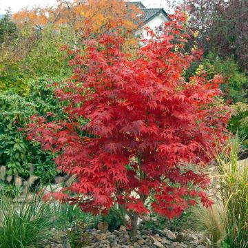 Arce japonés Osakazuki - Acer palmatum