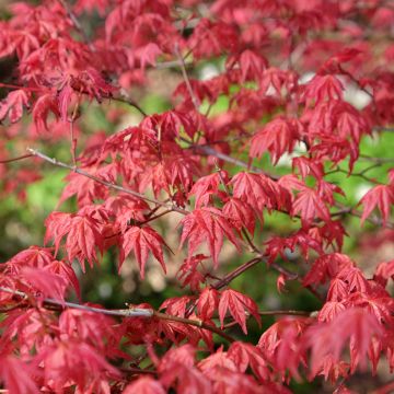 Arce japonés Shindeshojo - Acer palmatum