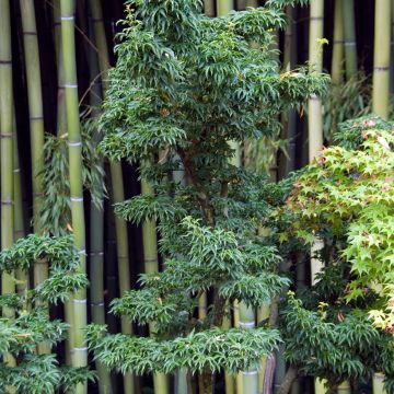Acer palmatum Shishigashira - Arce japonés
