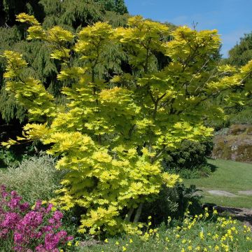 Arce de Shirasawa Aureum - Acer shirasawanum