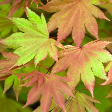 Arce de Shirasawa Autumn Moon - Acer shirasawanum