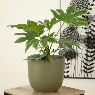 Fatsia japonica Spider's Web Fatsia japonica Spider's Web