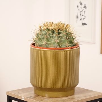 Ferocactus glaucescens - Ferocacto
