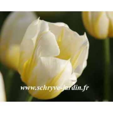 Tulipán simple de flor temprana Flaming Coquette