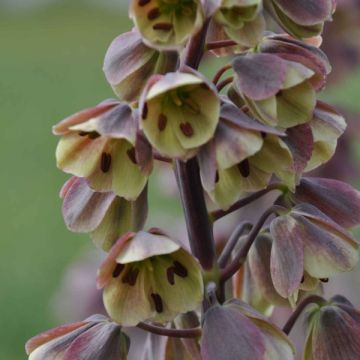Fritillaria persica Bicolor Magic Bells