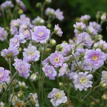 Geranio de prado Summer Skies - Geranium pratense