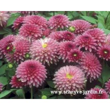 Dalia enana Cheeky Glow