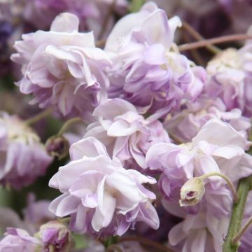 Wisteria floribunda Violacea Plena - Glicinia japonesa