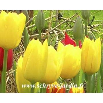 Tulipán Triunfo Golden Melody